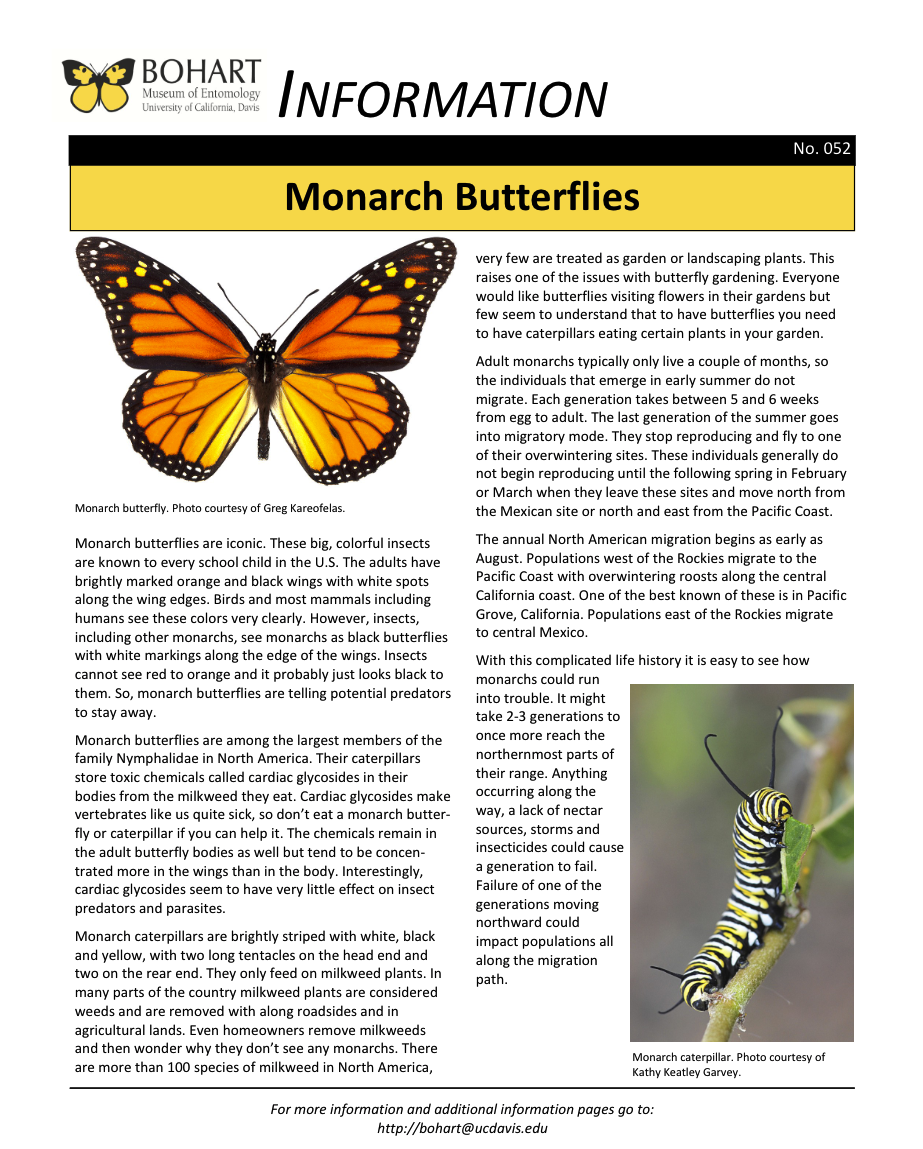 How To Grow Monarch Butterflies